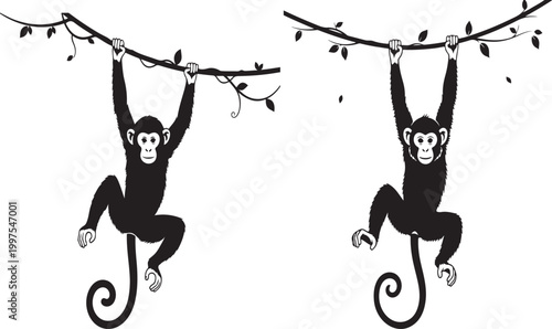 A black monkey hanging from a vine branch with leaves isolated on white background