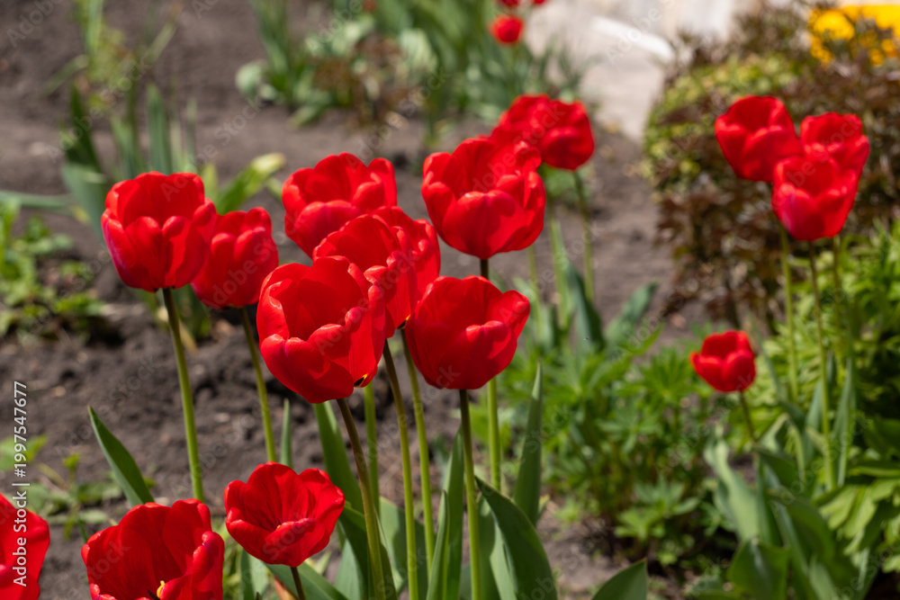 Naklejka premium Spring Blooming Red Tulips in Residential Garden Landscape