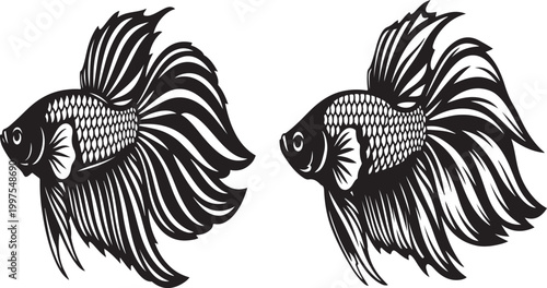 Black and white illustration of a betta fish with long flowing fins on a pure white background