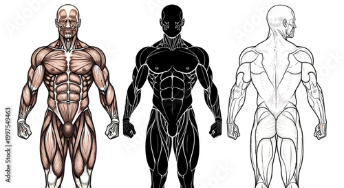 Anatomical human muscle illustrations in various styles and colors