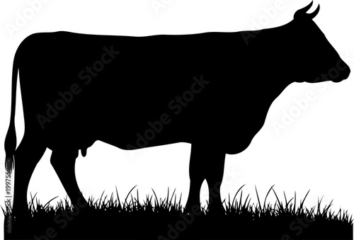 Domestic cow silhouette standing in a lush meadow field