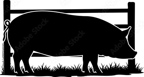 Farm pig standing in front of a wooden pasture fence
