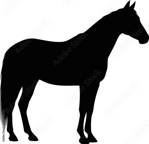 Graceful horse silhouette standing in a side profile view