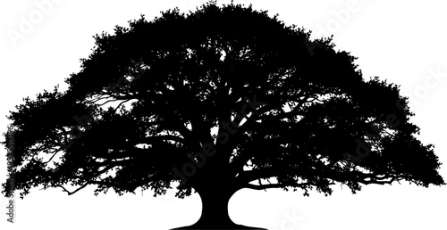 Large oak tree silhouette with wide spreading canopy