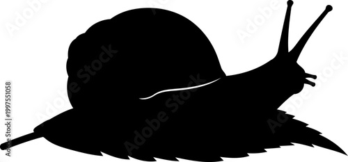 Slow snail silhouette moving across a pointed green leaf