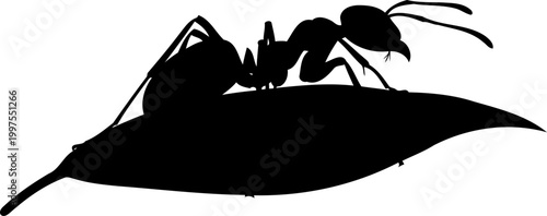 Worker ant silhouette crawling on a large forest leaf