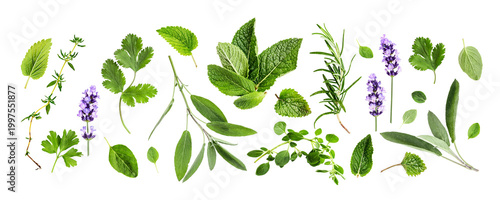 Canvastavla Mint, sage, melissa, marjoram, oregano, thyme, rosemary, lavender and coriander collection banner