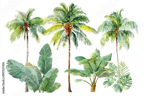 tropical palm tree