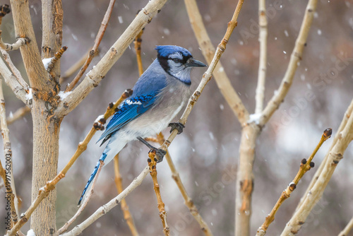 blue jay on a branch