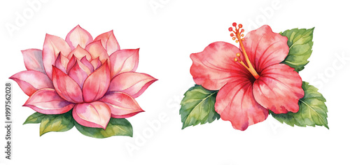 Watercolor pink lotus and red hibiscus flower illustration set with soft petal textures and green leaves isolated on a white background for botanical posters and tropical design projects