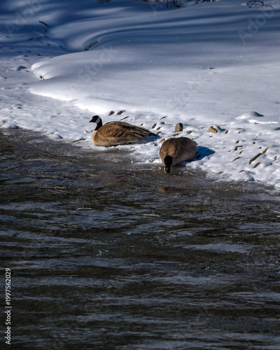 Canada geese sitting on snow by a river