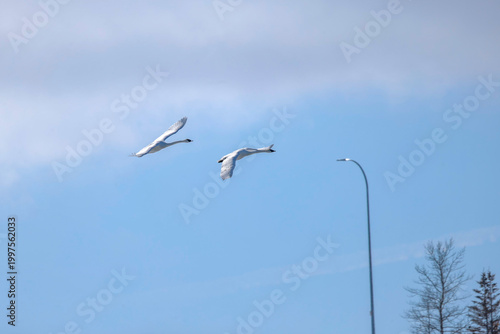 trumpeter swans in flight