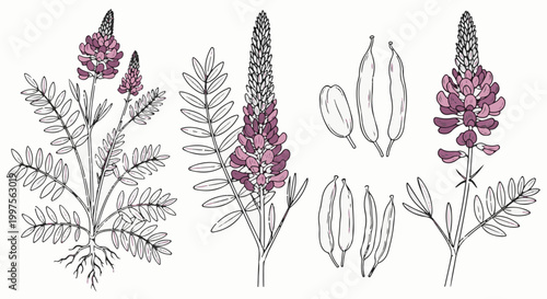 Botanical illustration of a flowering plant with compound leaves and seed pods