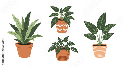 Set of four different types of indoor green houseplants in terracotta pots with various leaf shapes for interior home decoration.