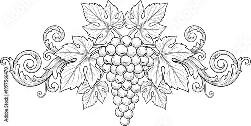 Vintage Grapes Fruit Ornament Vector Featuring Engraving Style Vine Leaves and Flourish Scrolls for Wine Label Design Branding and Decorative Border Graphics.