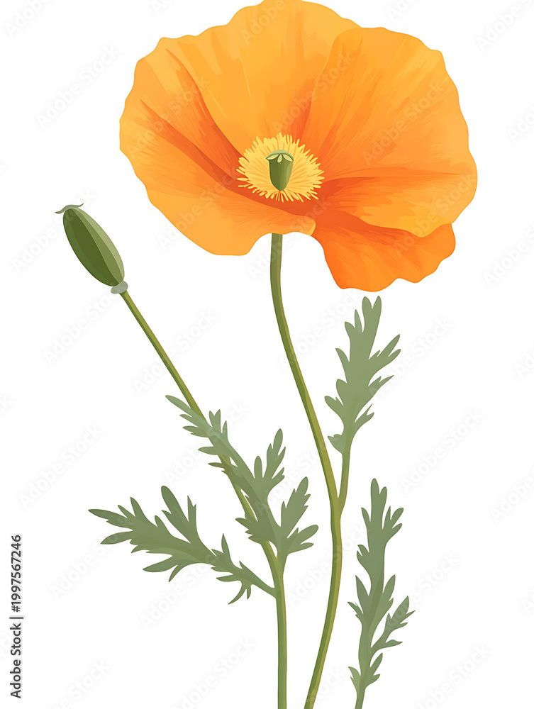 Obraz premium Orange poppy flower with bud and green leaves isolated on gray background. png.