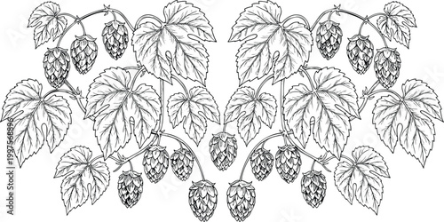 Vintage Hops Plant Ornament Vector Featuring Engraving Style Beer Ingredients With Leaves and Cones For Brewery Label Design Decorative Graphics.