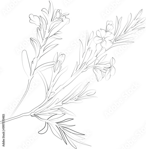 Flowers coloring pages, and book, Vector sketch of Rosemary flower drawing, Hand-drawn Rosemary flower botanical leaf bud illustration engraved ink art style. Rosemary flower sketch vintage ivy drawin