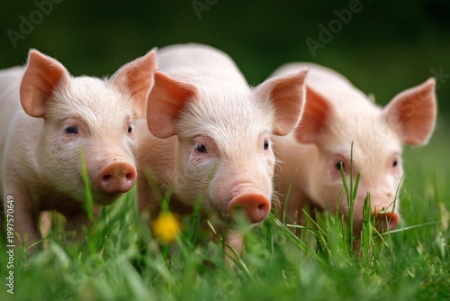 Two funny small pink piglets and young domestic swine snout for grass at a dirty agriculture farm where livestock animals like hogs and baby pigs are raised