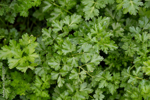 Fresh curly parsley close‑up