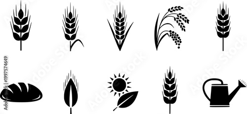 Ear of Wheat and Grain Isolated on White Background – Organic Agriculture, Barley, Rice, Millet, Natural Food and Bread Crop Vector Illustration
