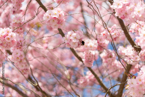 Close up of cherry blossom branch with blooming flowers in spring in Czech Republic Europe, soft natural background for design and seasonal use
Blooming sakura tree with soft pink flowers in spring pa