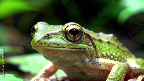 Close up of a Leaf Frog (Agalychnis hulli) in natural habitat, Amazon rainforest in Ecuador.

