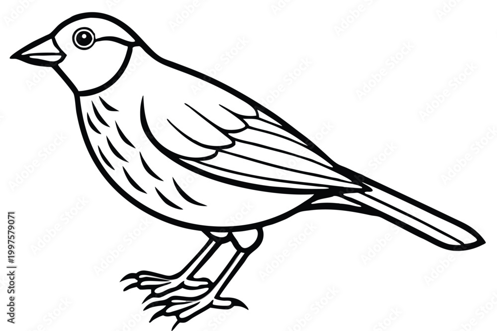 Fototapeta premium finch bird silhouette line art vector illustration with a white background