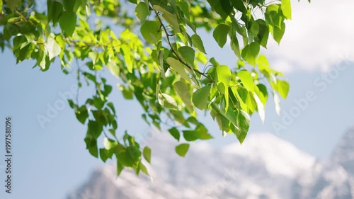 4K Closeup shot of green leaves of Poplar tree waving in the wind in front of snowy Himalayan mountain peak during the summer season as seen from Khangsar village in Lahaul, Himachal Pradesh, India.