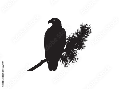 Black silhouette of eagle on pine branch.