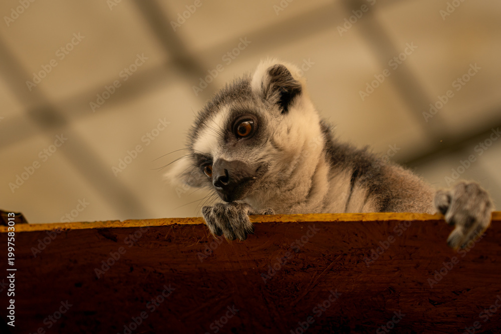 Fototapeta premium Ring-tailed lemurs on Zoo.