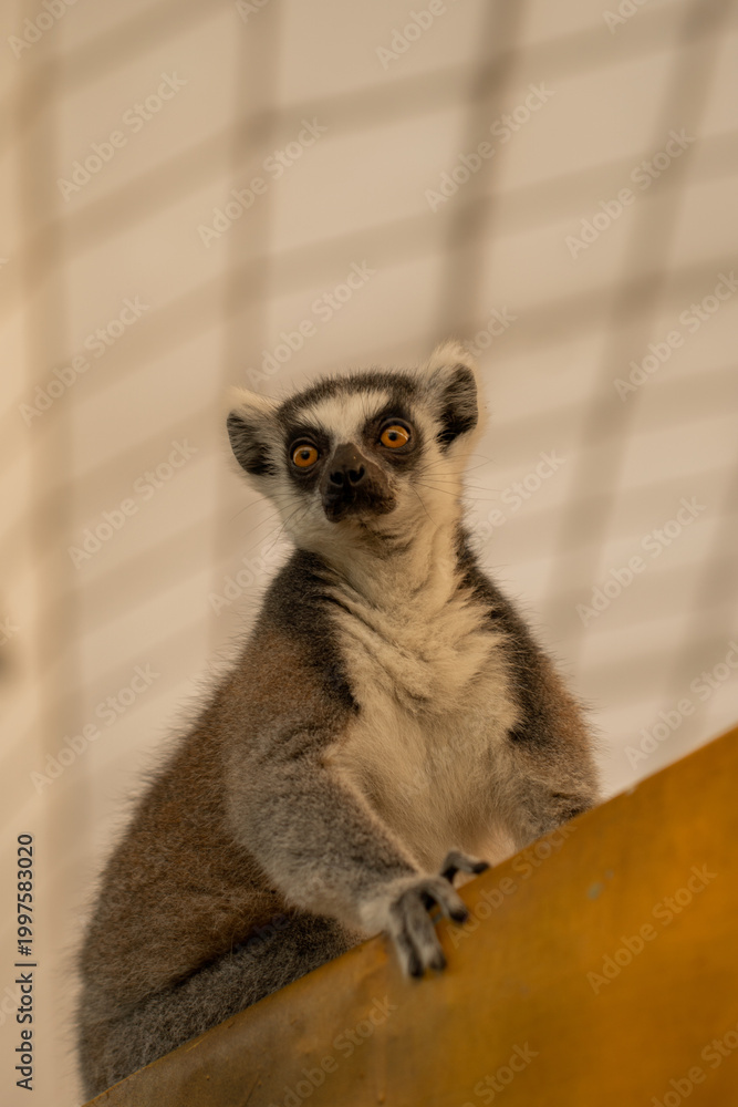 Fototapeta premium Ring-tailed lemurs on Zoo.