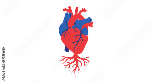 A detailed red and blue anatomical heart illustration on white background
