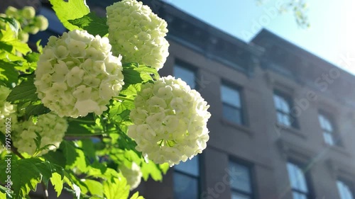 white flowering tree in front of Brooklyn brownstone houses