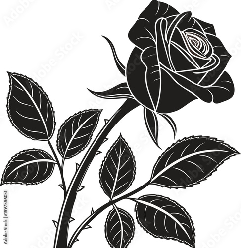 Black rose, floral vector, illustration, botanical design