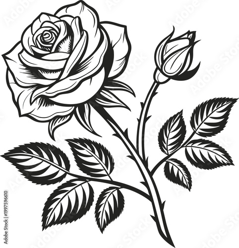 Black and white rose, floral illustration, vector rose, botanical art