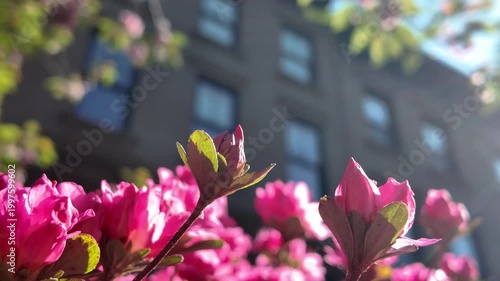 pink flowers blossom in front garden of Brooklyn brownstone