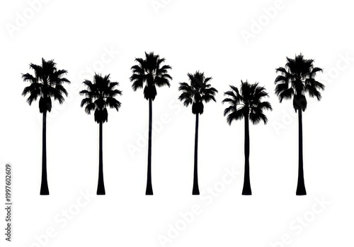 Set of six black palm tree silhouettes standing in a line