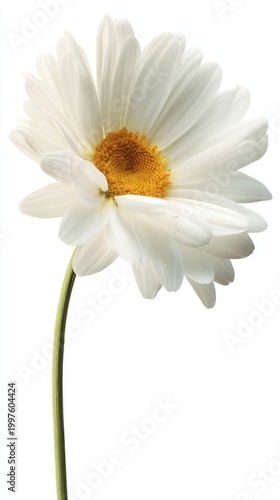 pistil. A single daisy flower in full bloom with pristine white petals and a ...