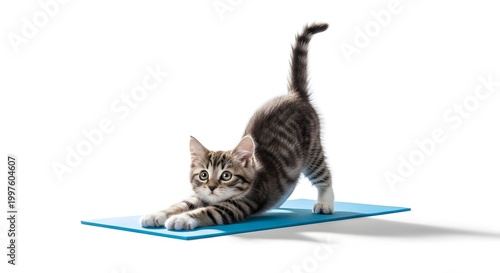 Tabby kitten doing a playful yoga stretch on a blue mat against a white background.
