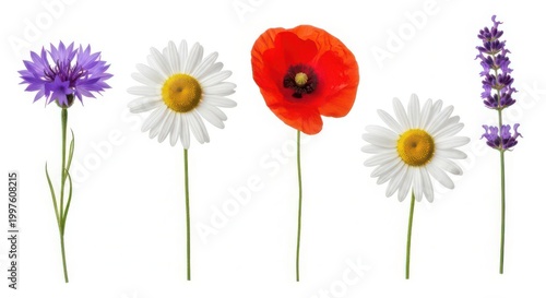 Five colorful flowers illustration set