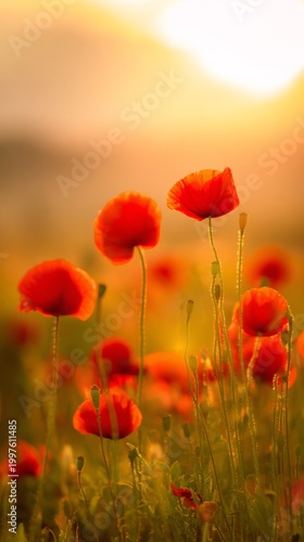 remembrance. A serene sunset bathes a field of vibrant red poppies in golden ...