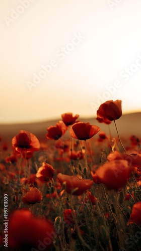 remembrance. A serene sunset bathes a field of vibrant red poppies in golden ...