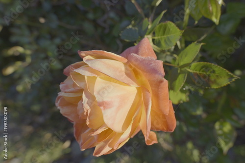 yellow rose after rain with dewdrops