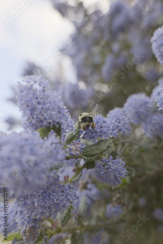 bumblebee on blue flower at dusk