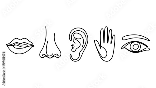 Line art drawing of the five human senses: sight sound smell taste touch with minimalist, representation