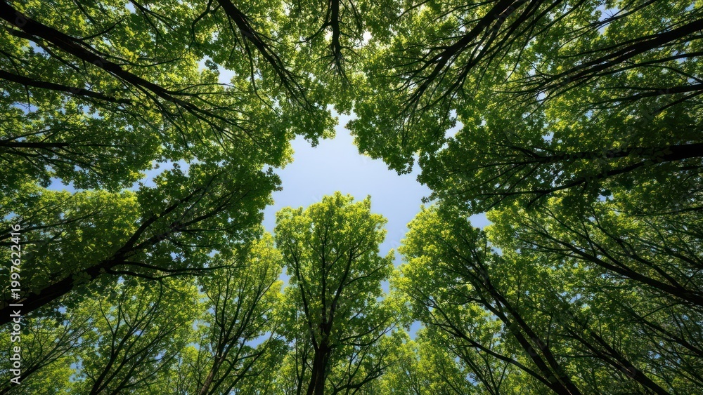 Obraz premium Tall trees with green leaves.