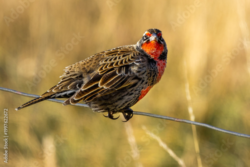 Long-tailed meadowlark (Leistes loyca) 