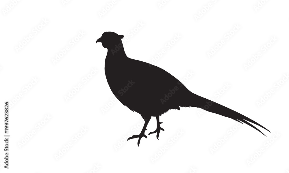 Naklejka premium High-resolution, detailed vector illustration of a partridge.