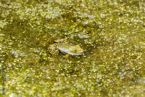A green water frog with yellow spots swims in the water, surrounded by algae, and looks curiously at its surroundings. It is perfectly camouflaged and ideally adapted to its environment
